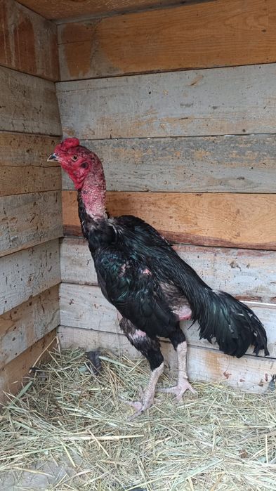 Продам дакана,,,