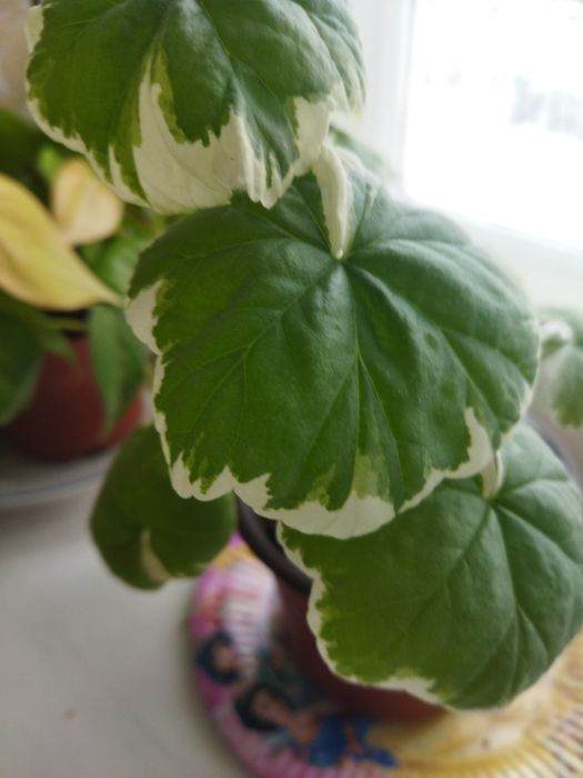 Комнатные цветы продам