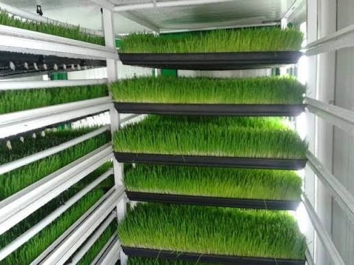 Гидропоника для скота