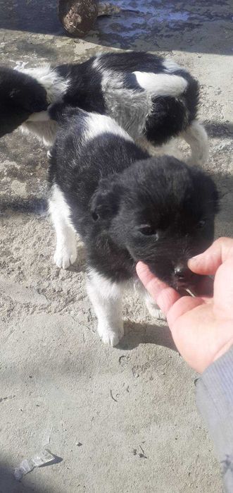 Подарявам кученца < 3