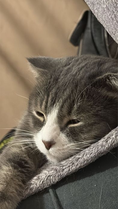 Отдам котов, бесплатно