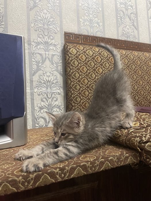 Кошка мушук сотилади 2 ойлик