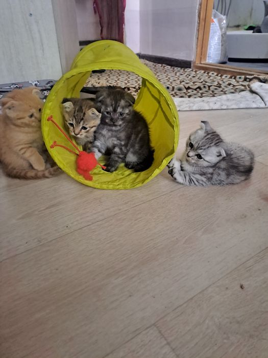 Британские кошки келысым бар
