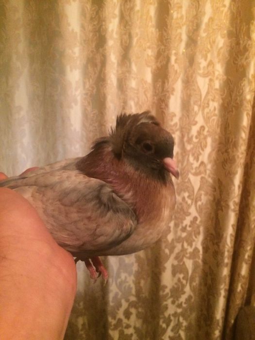 голуби тракия голуби