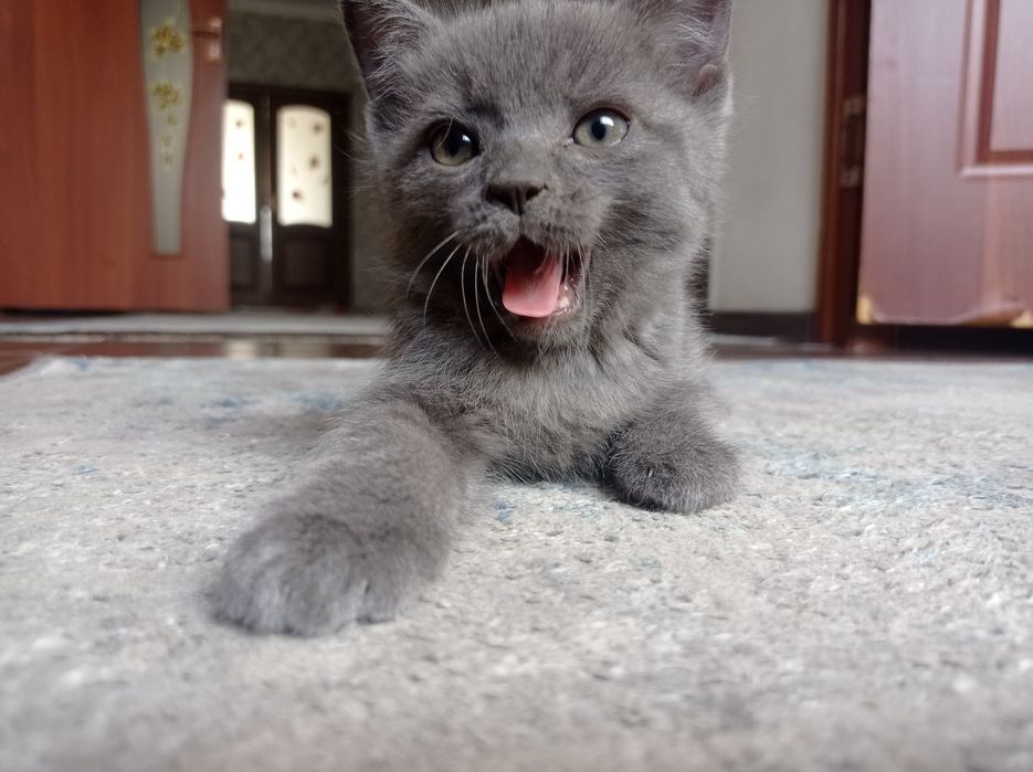 Кошки британский
