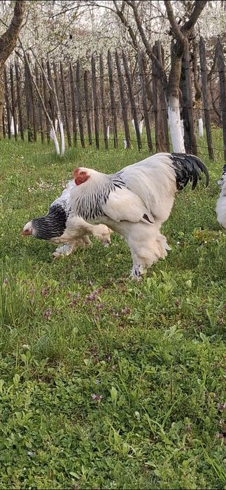 Ouă incubat brahma herminat deschis