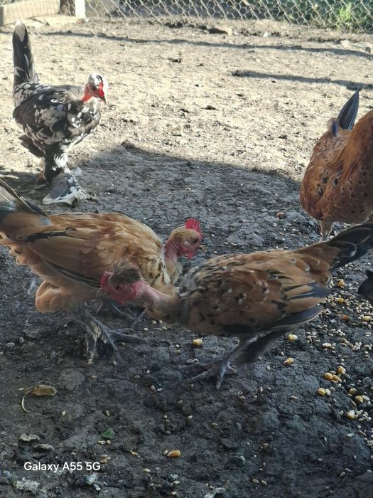 Cocosi și găinușe pitice