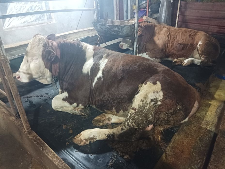 Сотилади Австрийский 100% симентал навос ва гуножин.
6-7 ойлик атрофид