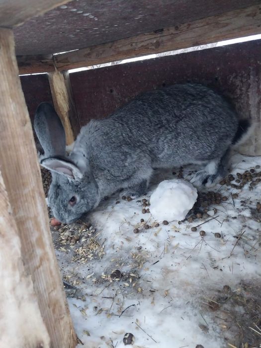 Продоется кролики