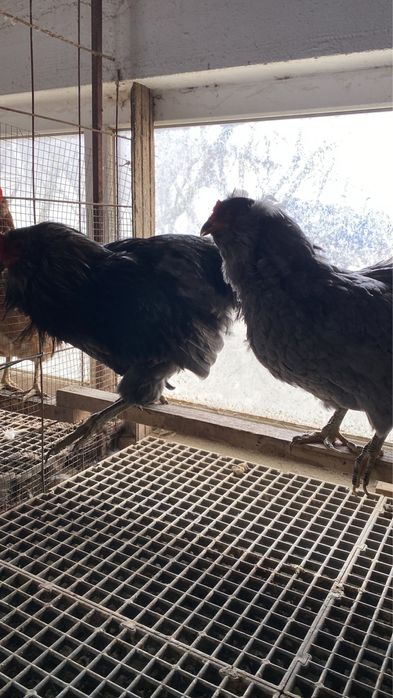 Araucana albastru 1+1 si cocos plymouth