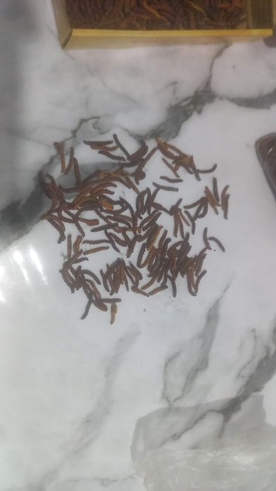 Продам кордицепс природный. 

Считается,