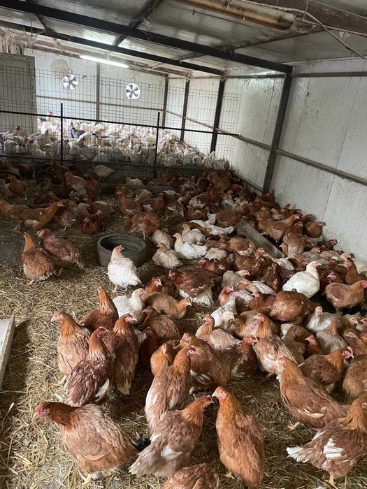 Oua de găină de la tara