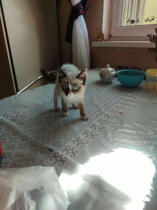 Котенок в хорошие руки