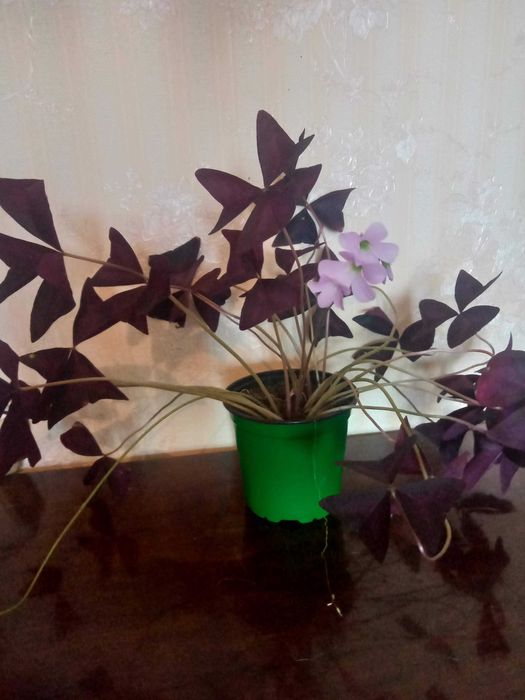 Цветок Бабочка  2000 тенге