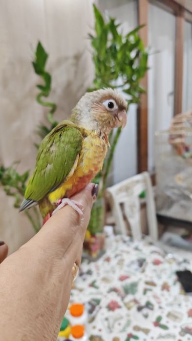 Продаются птенцы попугая Пиррруры.