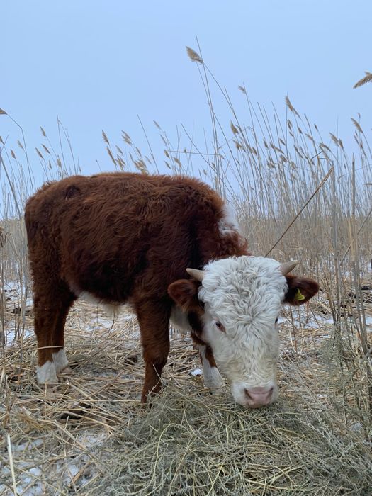 Боқалар сатылады!!!