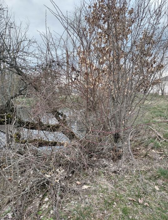 Curatare terenuri, taiere pomi, servicii diverse casa si gradina