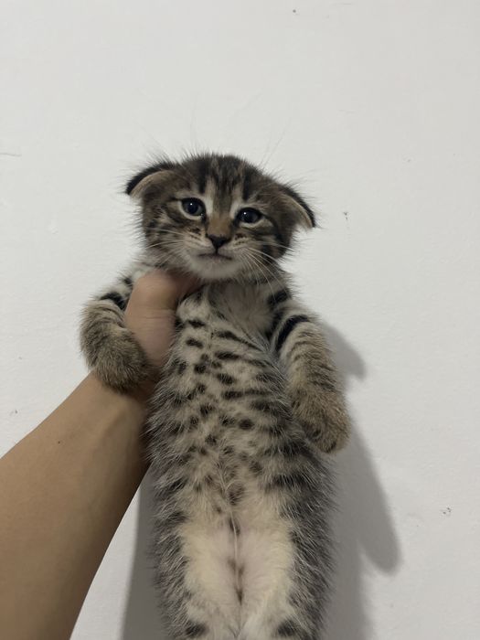 Вислоухий кот