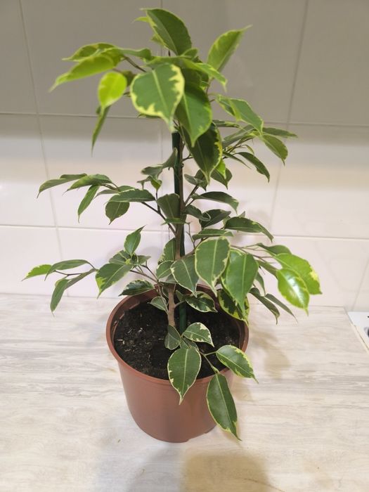 Фикус Бенджаминова