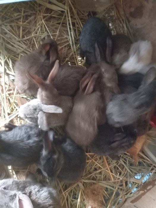 Куенлар сотилади