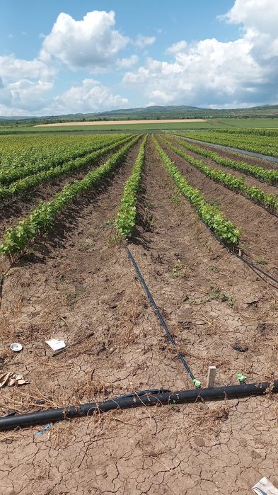 Butasi vita de vie anul 2 și anul 3