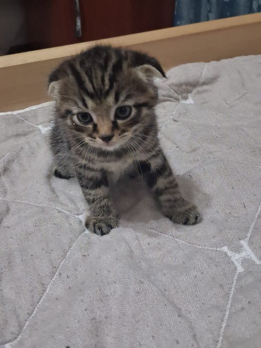 Вислоухие котята