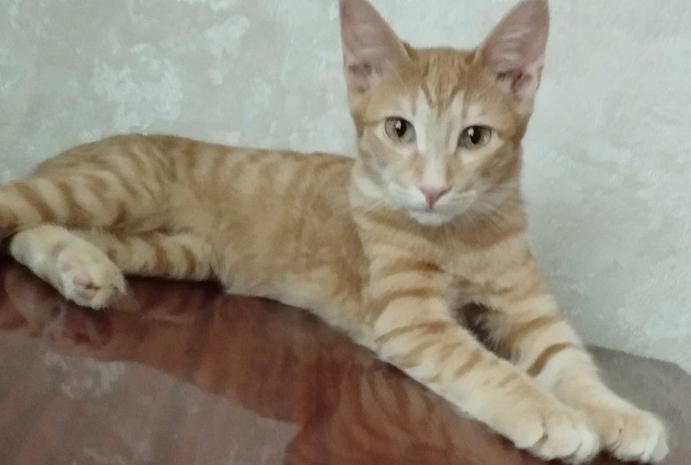 Отдам кошечку   в добрые руки.