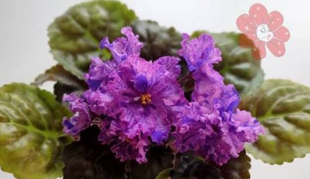 Фиалки. Набор листов