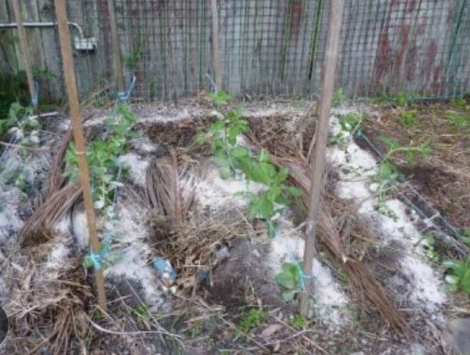 Când Cenușa Bio pentru Găini și Grădină