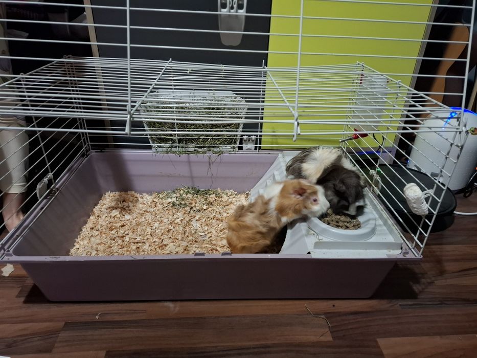 Морски свинчента с клетка