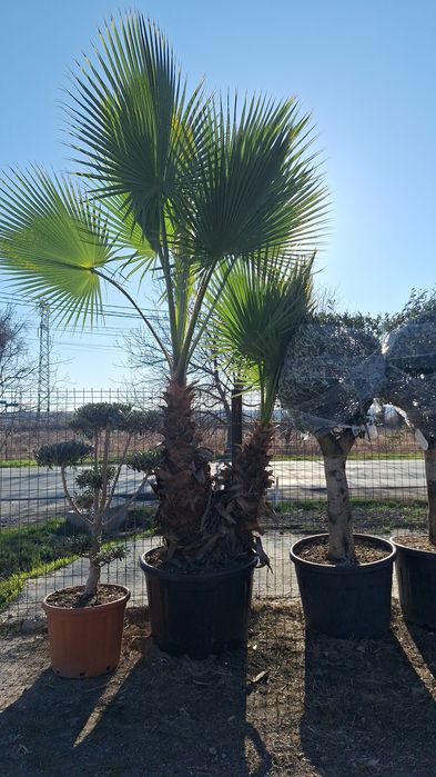 Plante ornamentale ptr gradina magnolia arțar japonezi Măslini palmier