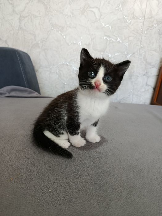 Отдаю котят в добрые руки