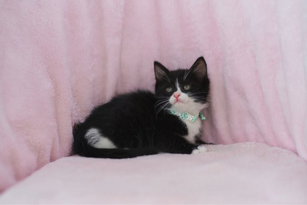 Европейские короткошерстные котята