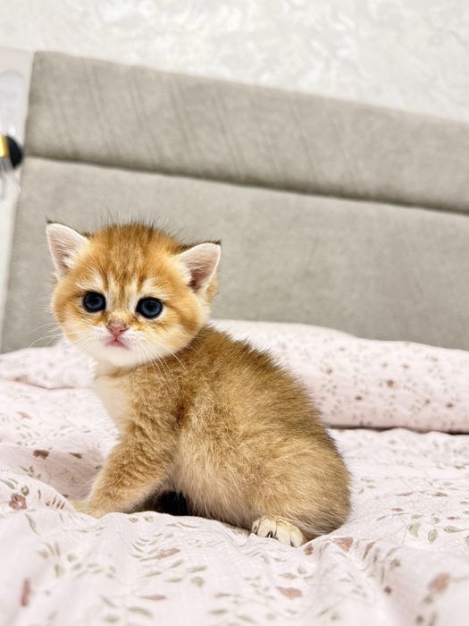 На продаже элитные котятки