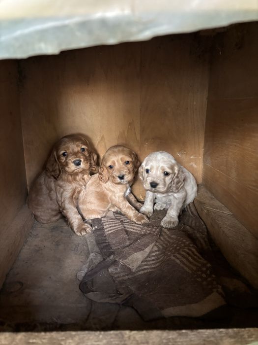 Кокер шпаньол - чистокръвни