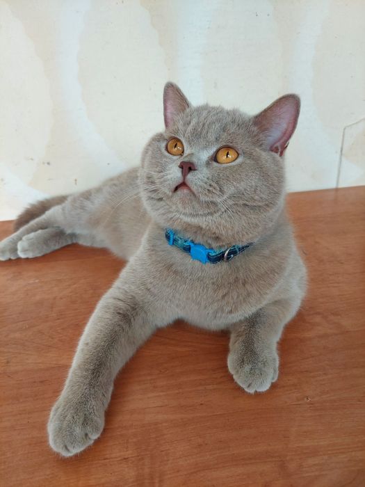 Вязки Британии лиловый