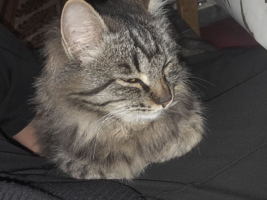 кошка молодая красивая