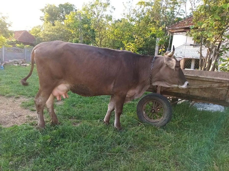 2 vaci baltate de 4 ani si una bruna de Maramures de 3 ani