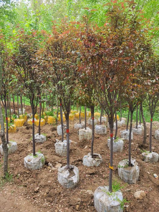 Расстении для ландшафта