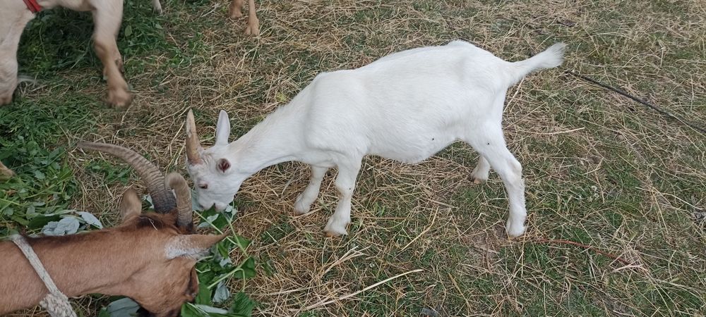 2 iezi și o iediță de vânzare din mame bune de lapte