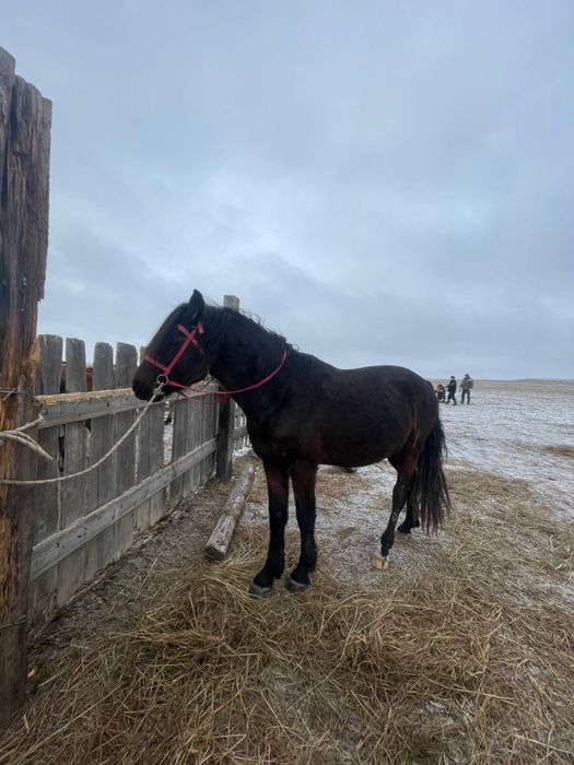 5 жасар айгыр сатылат
