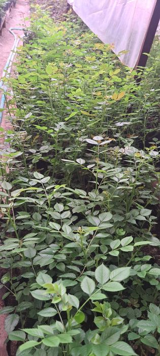 Саженцы Роза кошеттери