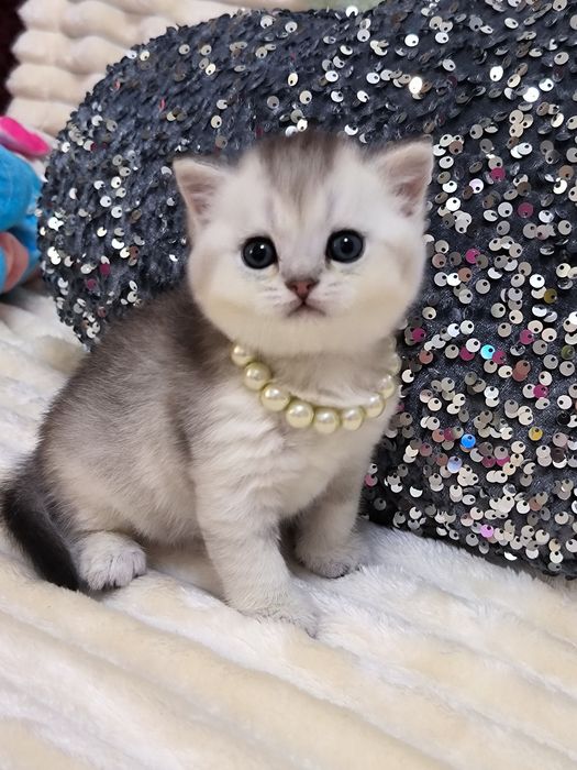 Котята чистокровные