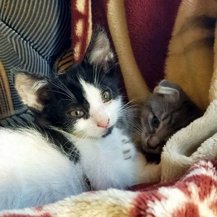 Отдам бесплатно Котят в добрые руки.