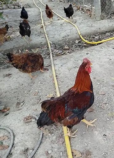 Продам кур и петухов