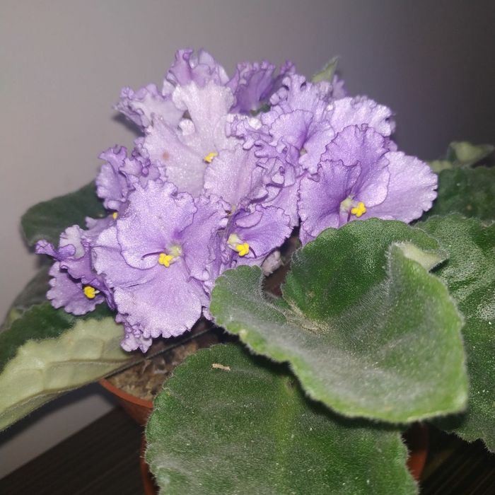 Фиалки разных сортов от 20000 до 25000