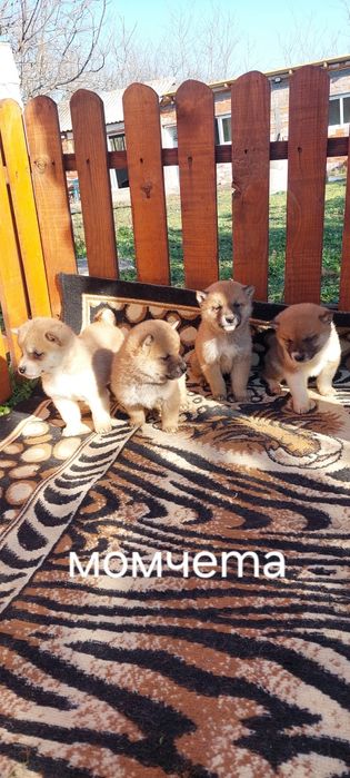 Шиба Ину Shiba inu