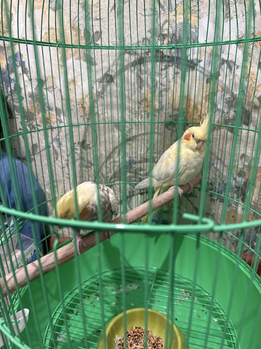 Папугай Кеша Маша