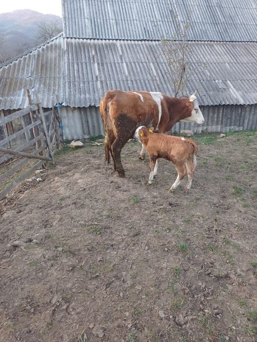 Vând vaca, com Rebrișoara