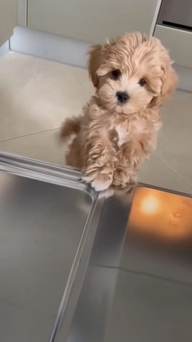 Fetiță Maltipoo disponibilă